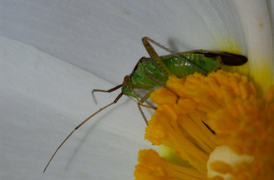 Calocoris nemoralis e Closterotomus trivialis