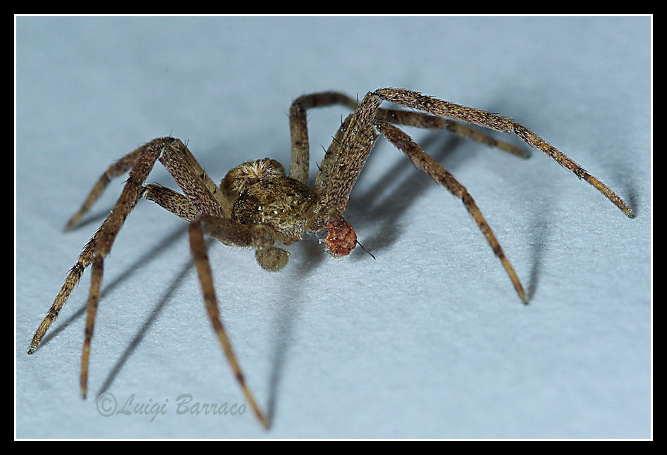 Philodromus sp.