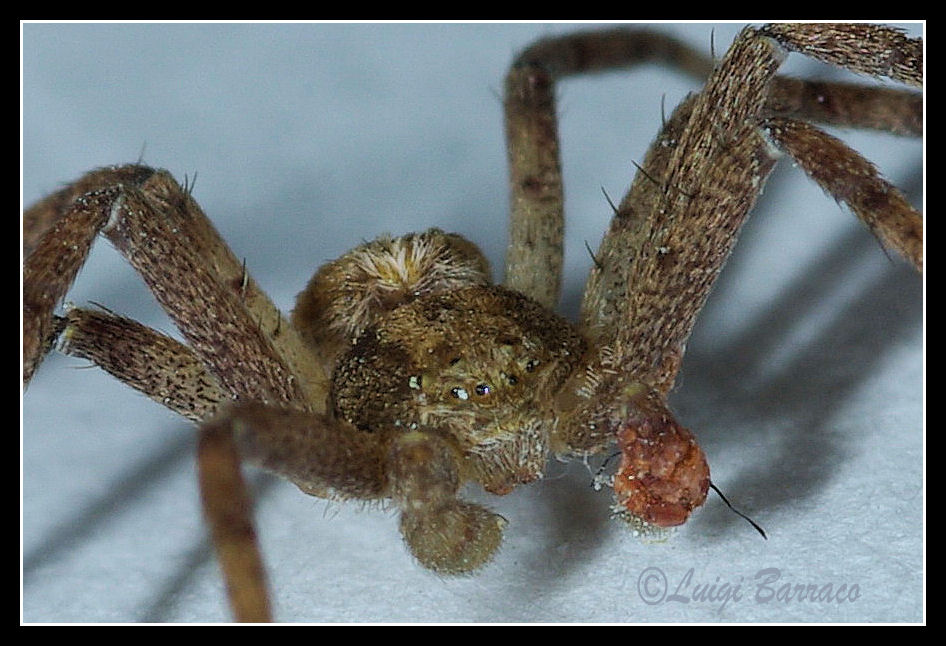 Philodromus sp.