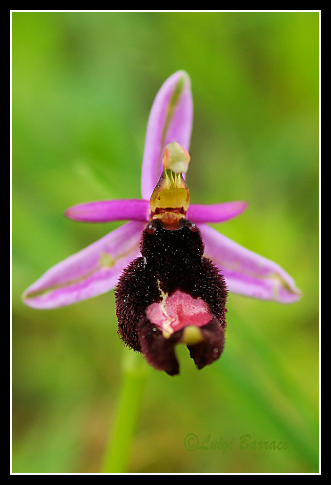 Variabilit macula O.bertolonii