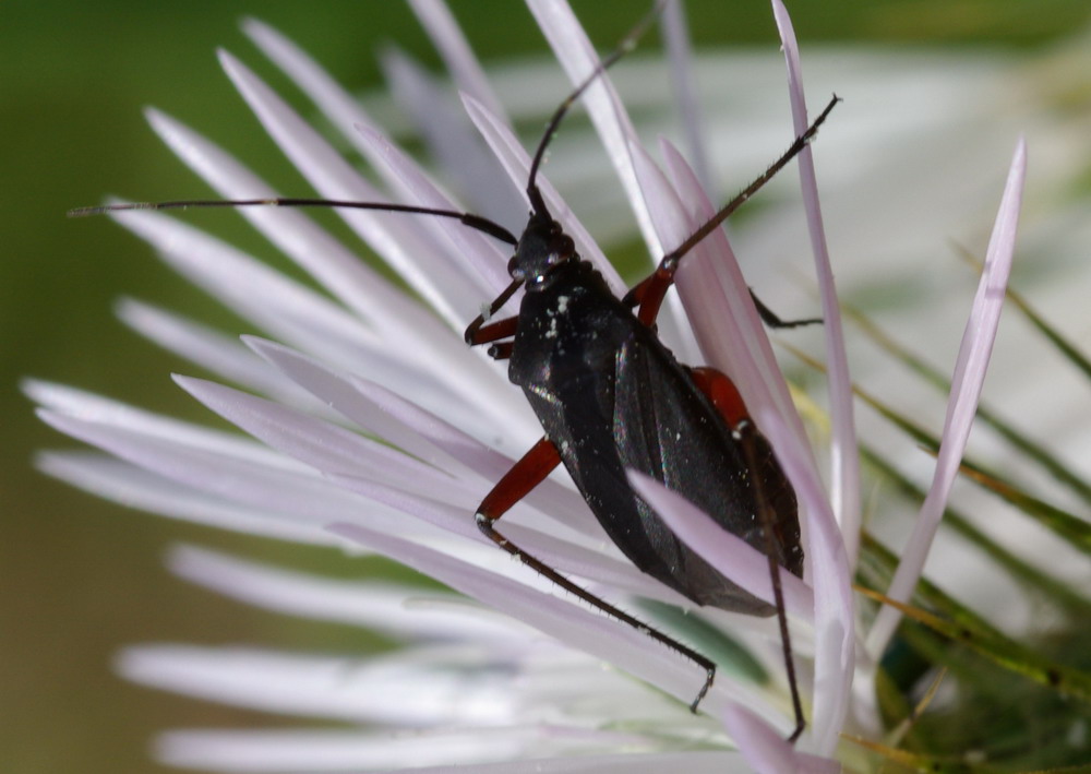 Calocoris nemoralis, forma nera?