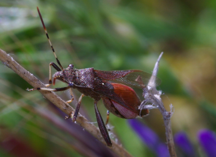 Camptopus lateralis