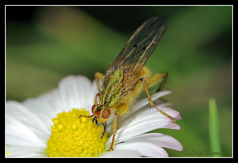 Dottor Jekyll e Mister Hyde: Scathophaga stercoraria