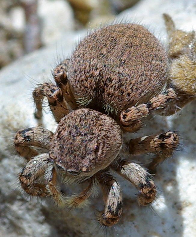 Salticidae grassottello: Aelurillus sp.