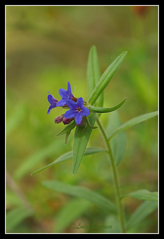 Buglossoides purpurocaerulea