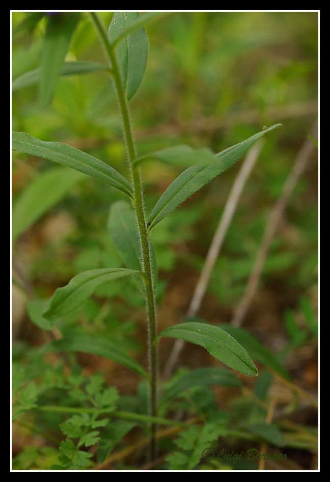 Buglossoides purpurocaerulea