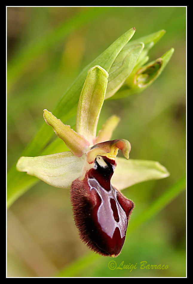 Ophrys xlyrata - Sicilia Occidentale