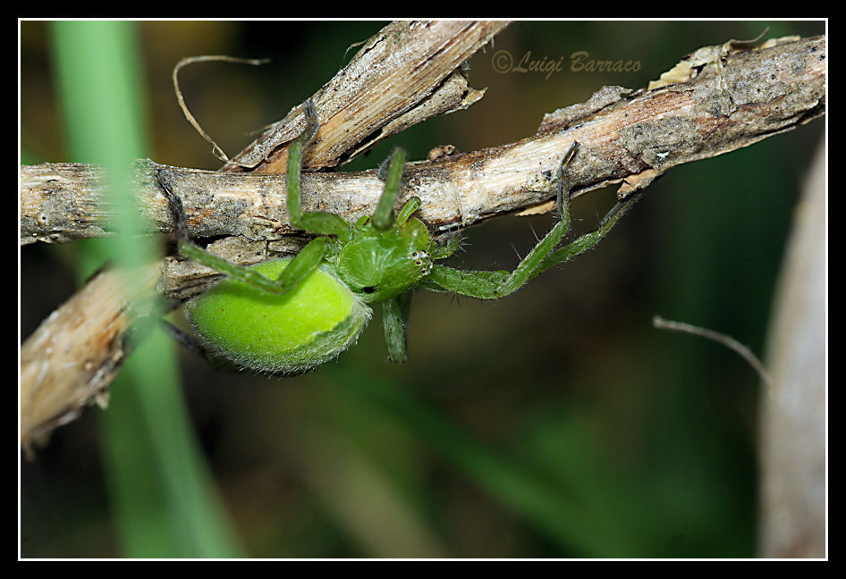 Micrommata ligurina