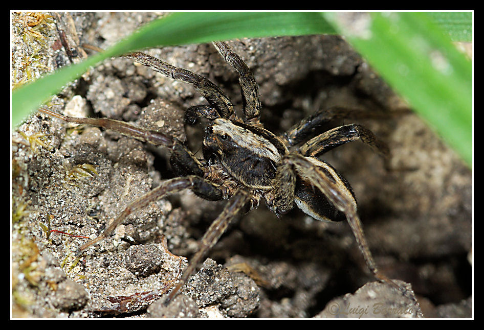 Alopecosa albofasciata