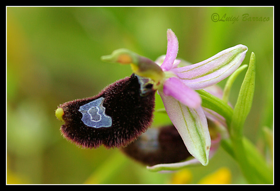 Variabilit macula O.bertolonii