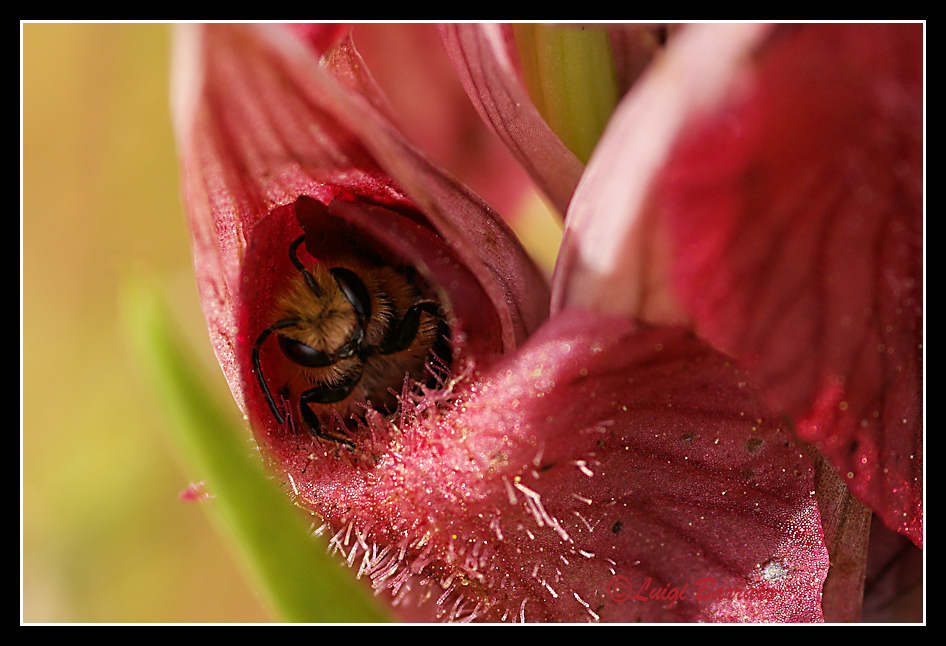 Impollinatore lato A