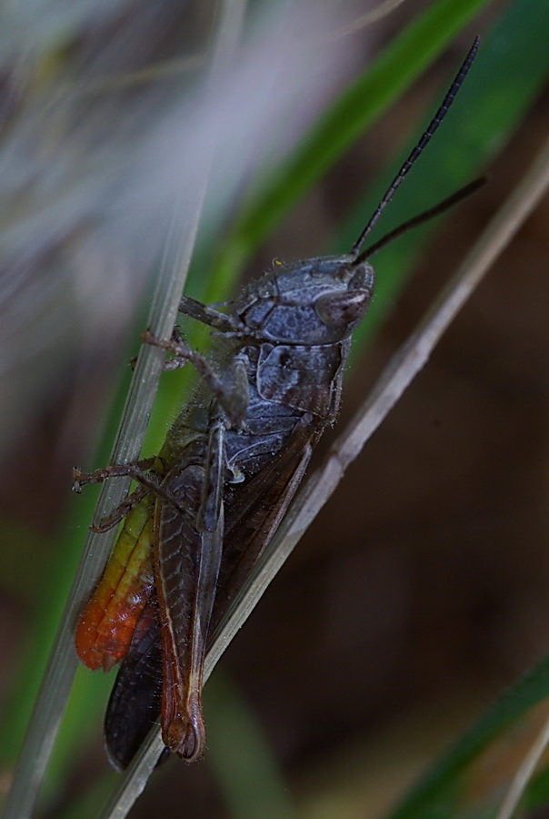 Cfr. Chorthippus (Glyptobothrus) sp.