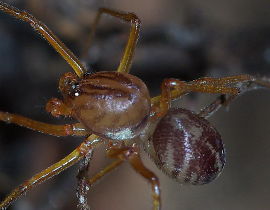 Scytodes velutina