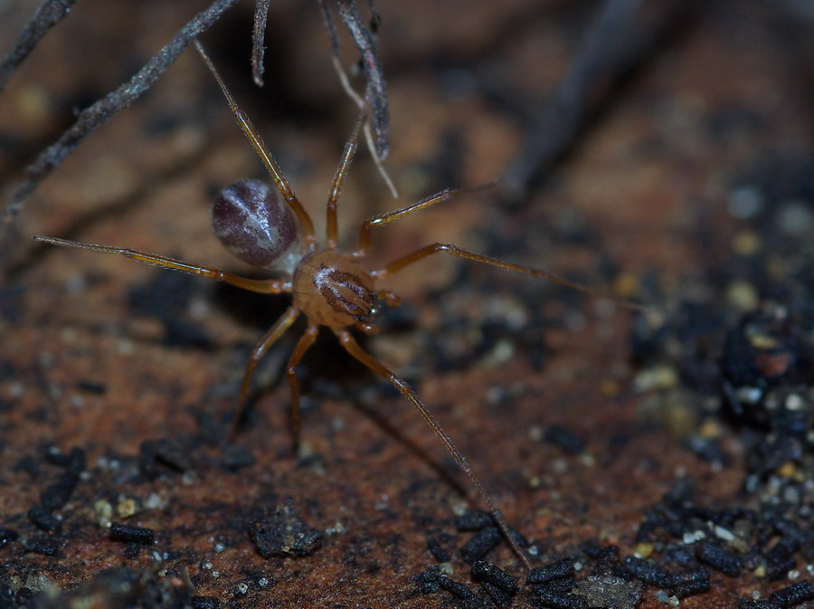 Scytodes velutina