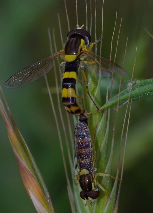 coppia di Sphaerophoria scripta