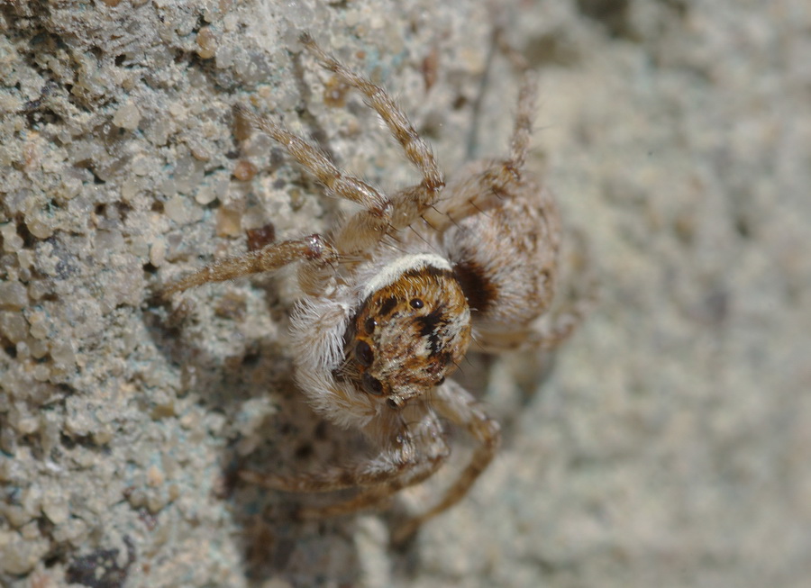 Menemerus sp.