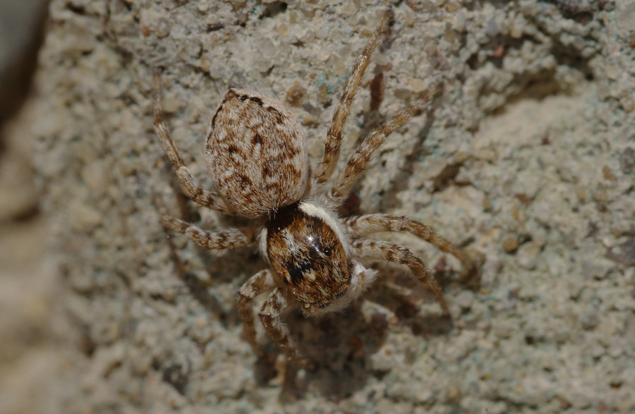 Menemerus sp.