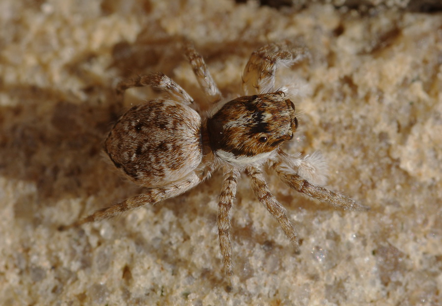 Menemerus sp.