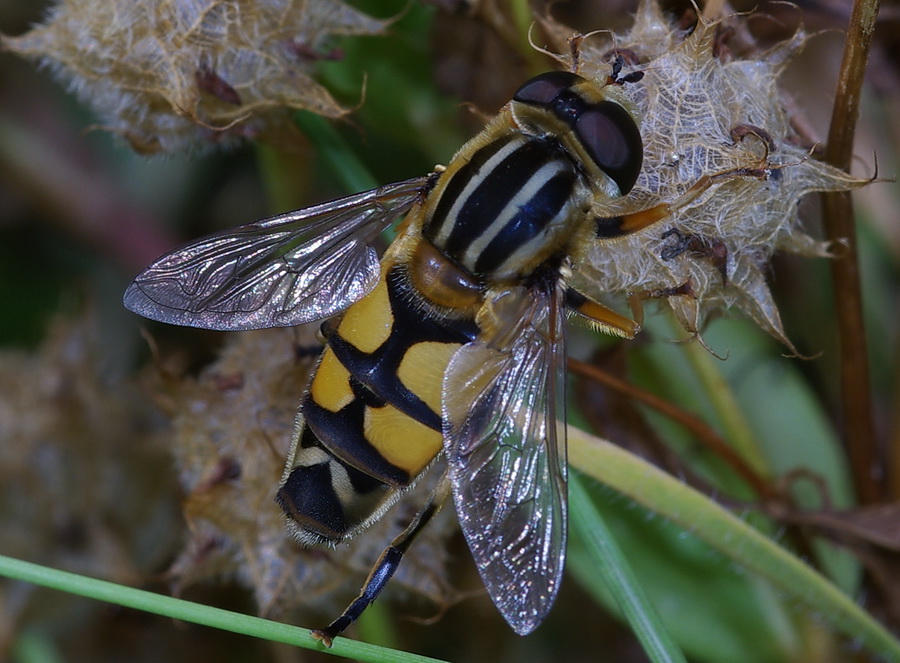 Helophilus trivittatus femmina