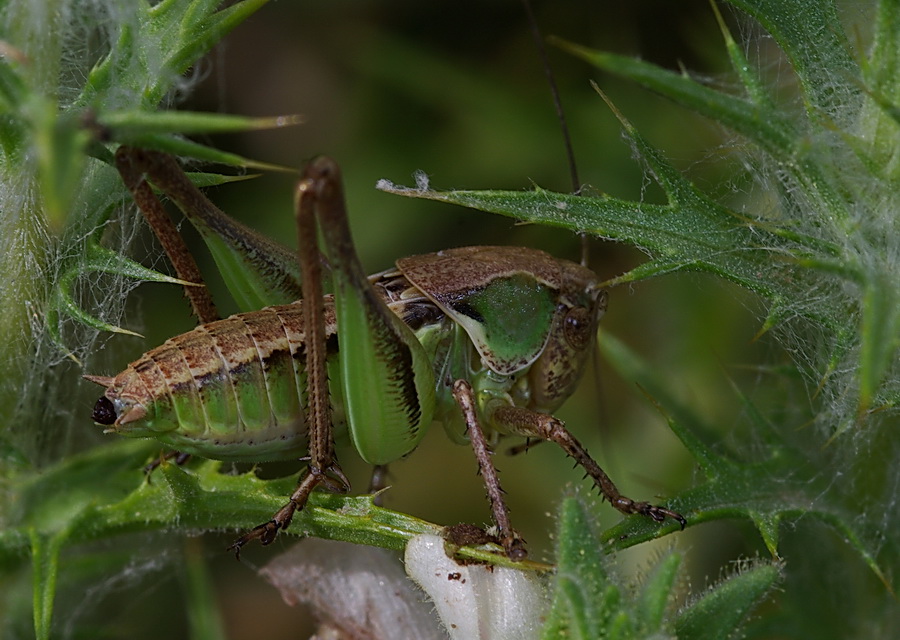 Variabilit cromatica: ninfe di Platycleis sp.