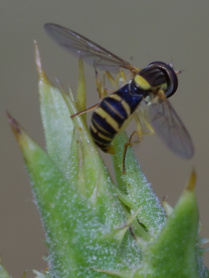 coppia di Sphaerophoria scripta