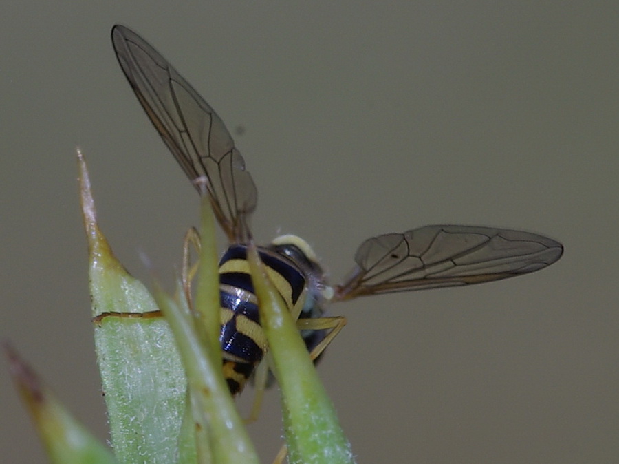 coppia di Sphaerophoria scripta