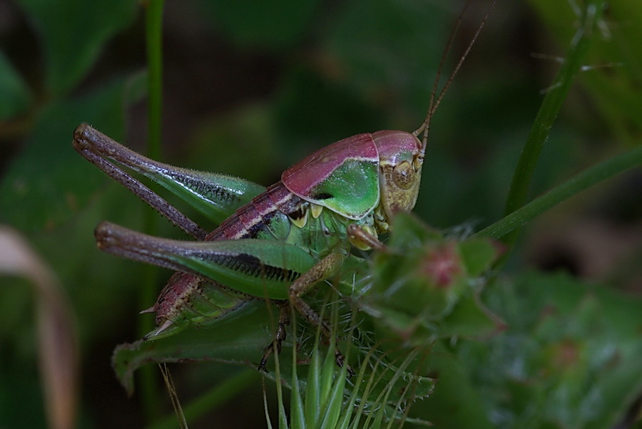 Variabilit cromatica: ninfe di Platycleis sp.