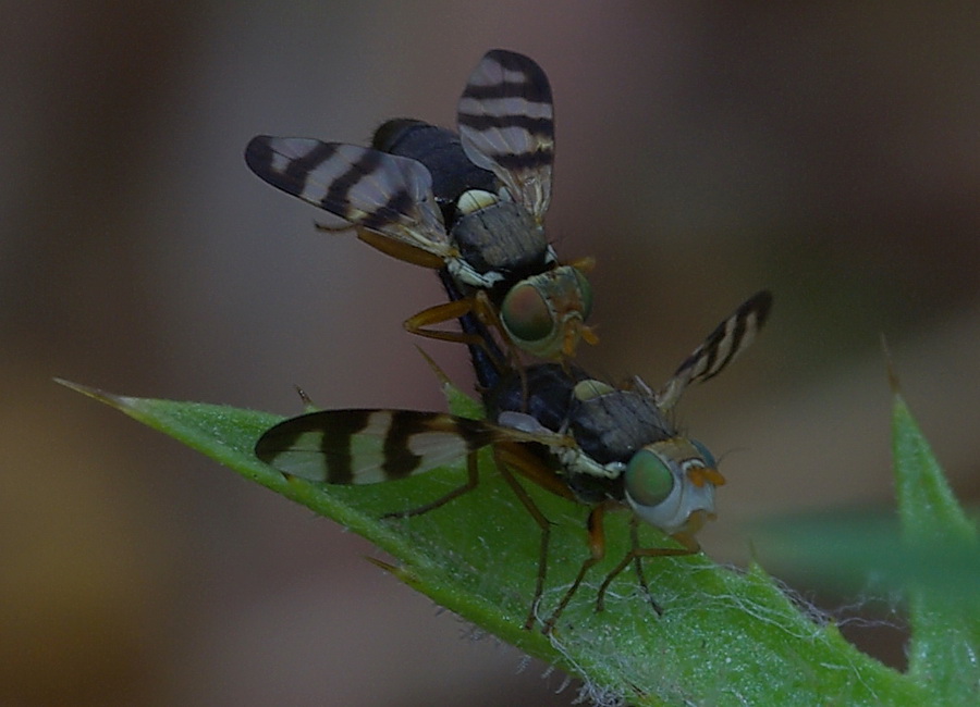 Coppia di Tephritidae