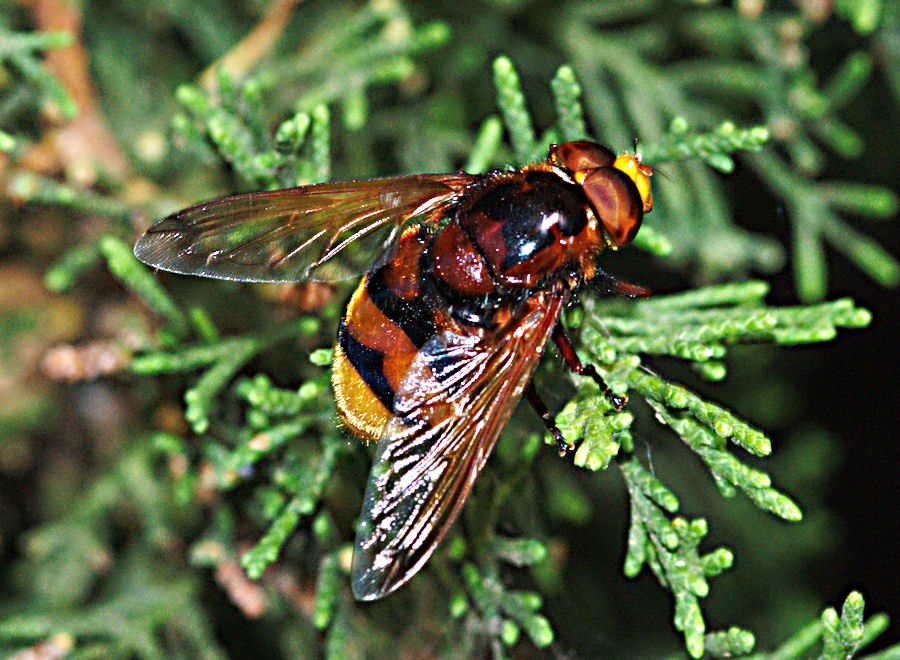 Volucella zonaria.