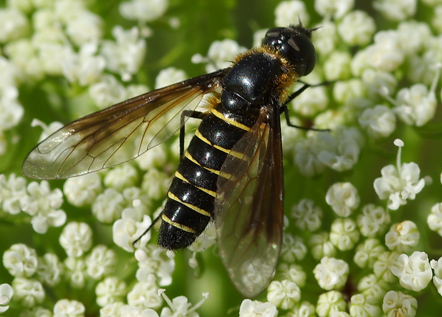 Lomatia sp. (Bombyliidae)