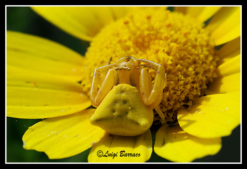 Misumena vatia