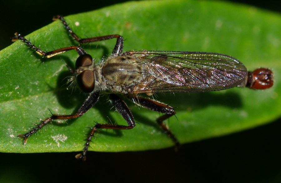 Pogonosoma sp.