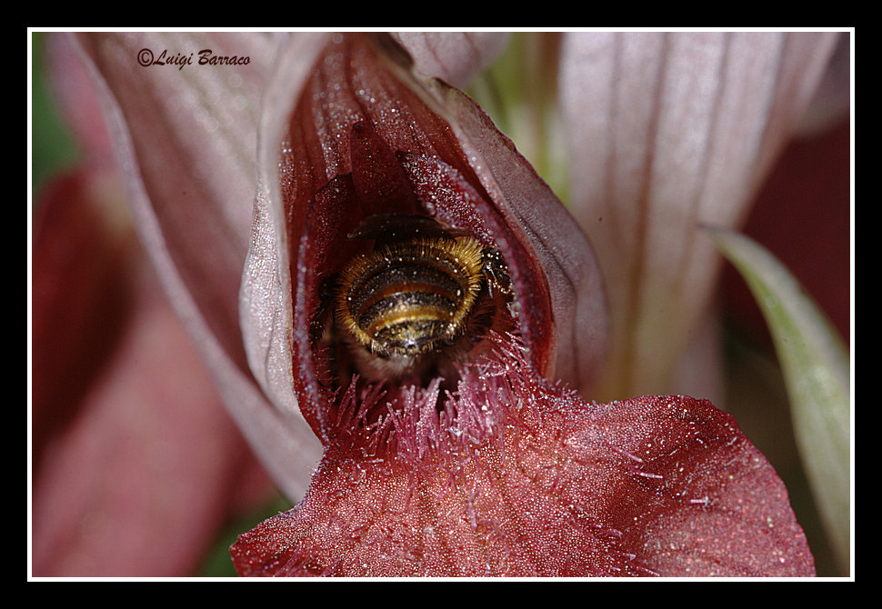 Impollinatore lato A