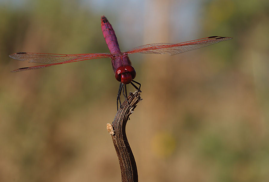 Trithemis annulata