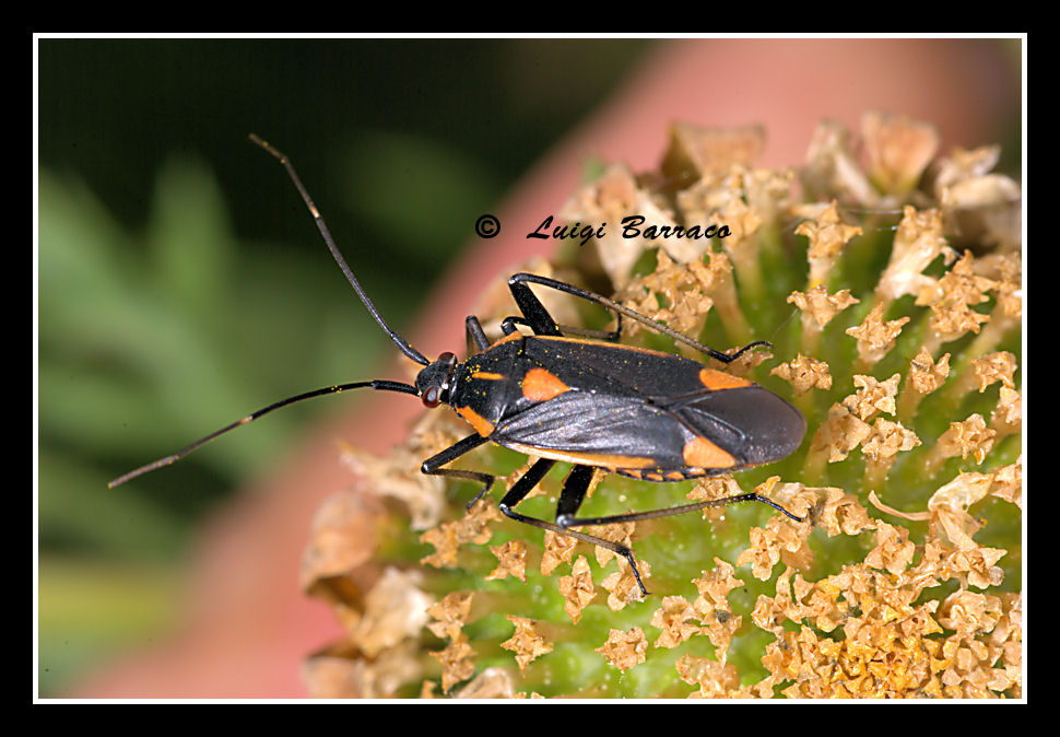 Miridae: Calocoris nemoralis. Uno, nessuno e centomila