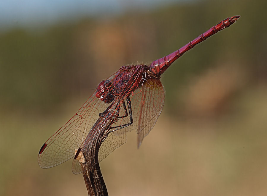 Trithemis annulata