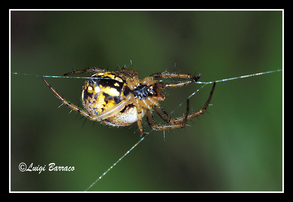 Mangora acalypha