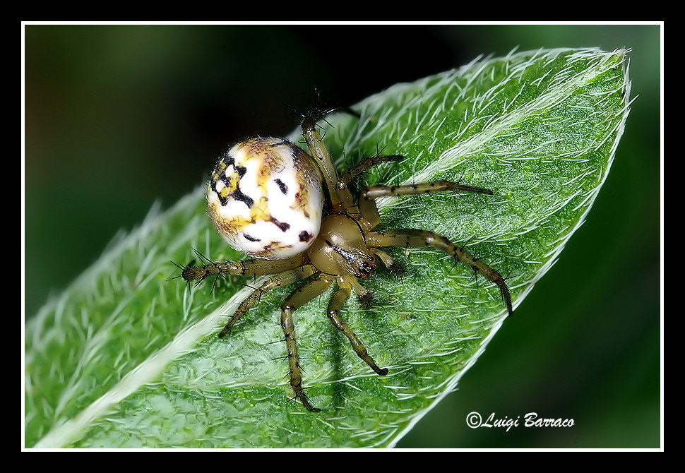 Mangora acalypha