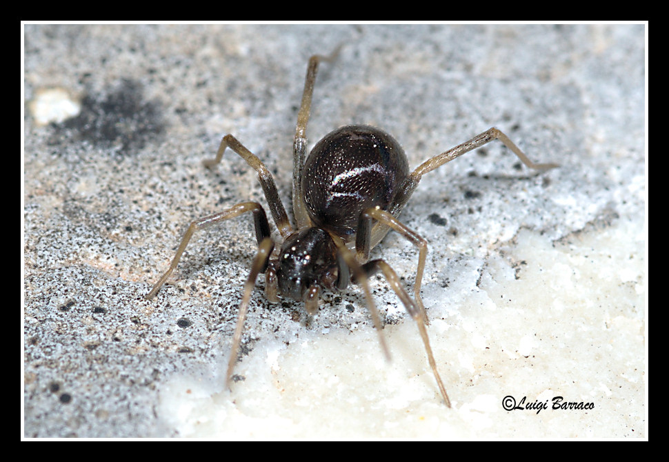 Zodarion sp.