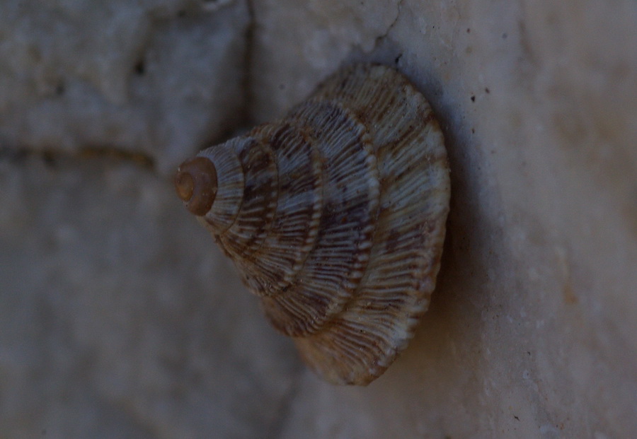 Variabilit Trochoidea caroni