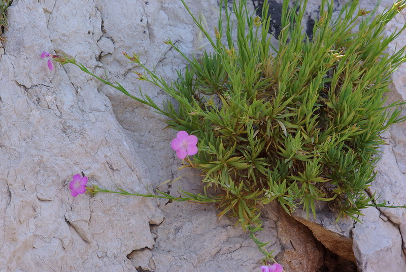 Dianthus rupicola / Garofano rupestre