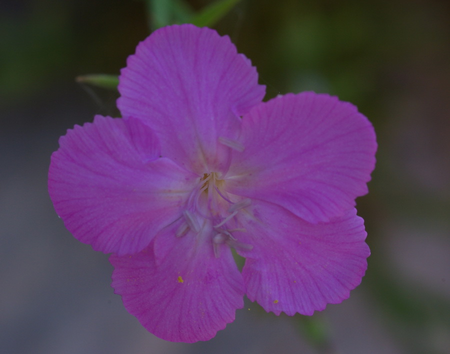 Dianthus rupicola / Garofano rupestre