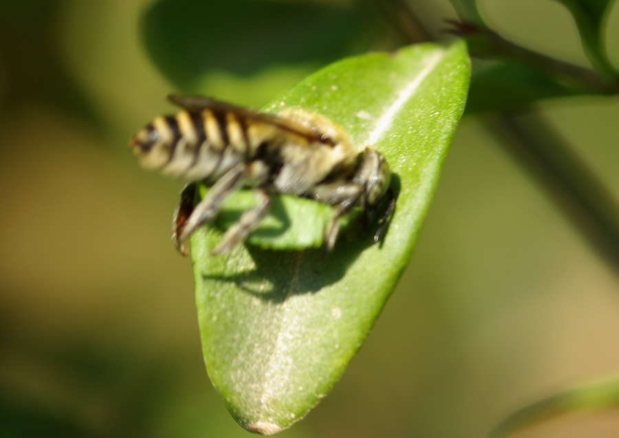 Flagranza di reato: Megachile sp. che ritaglia una foglia