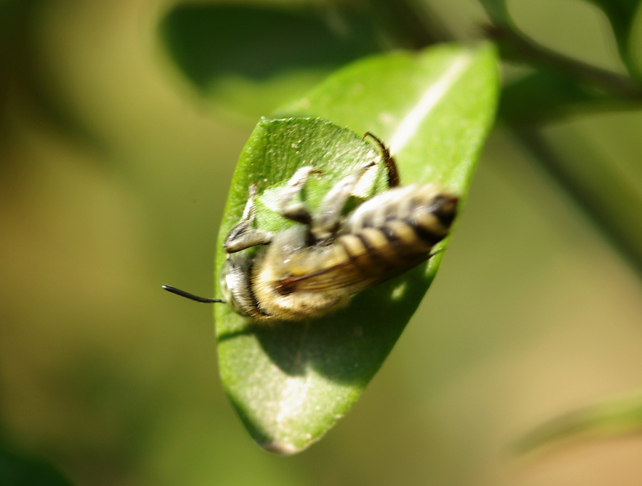 Flagranza di reato: Megachile sp. che ritaglia una foglia