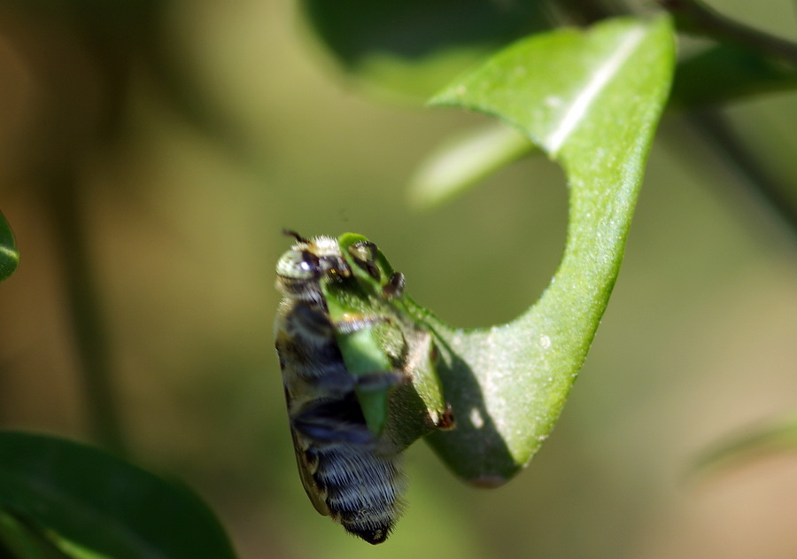 Flagranza di reato: Megachile sp. che ritaglia una foglia