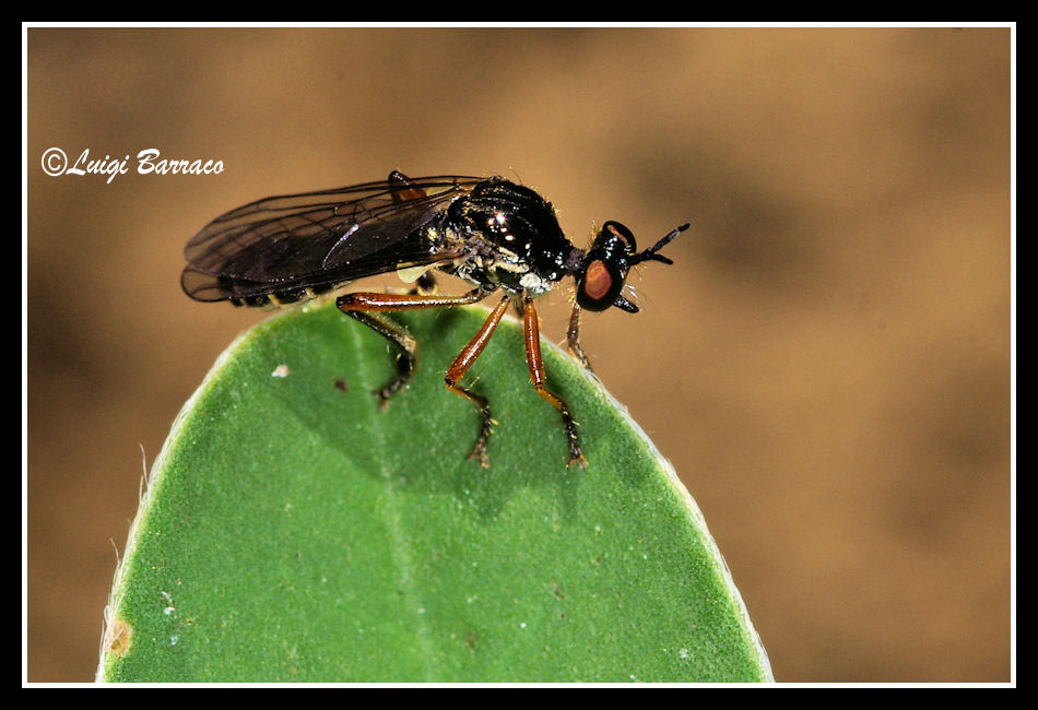 Minuscolo predatore: Dioctria sp. (Asilidae)