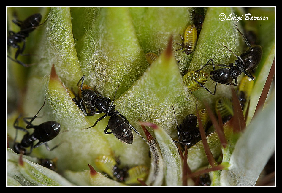 Penitenza (omotteri con formiche Tapinoma)