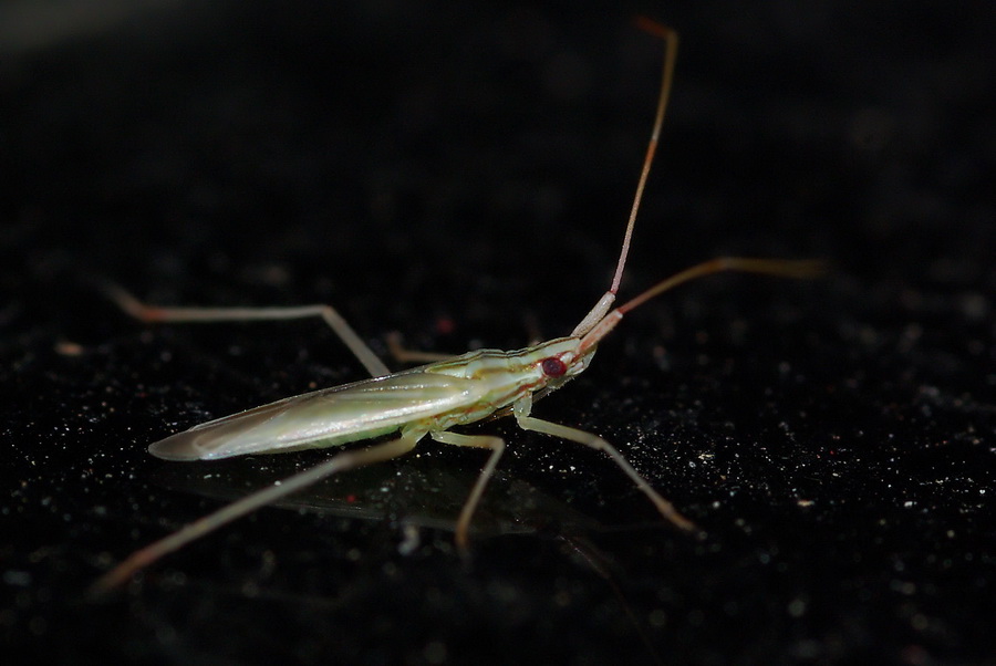 Eterottero notturno: Trigonotylus sp.