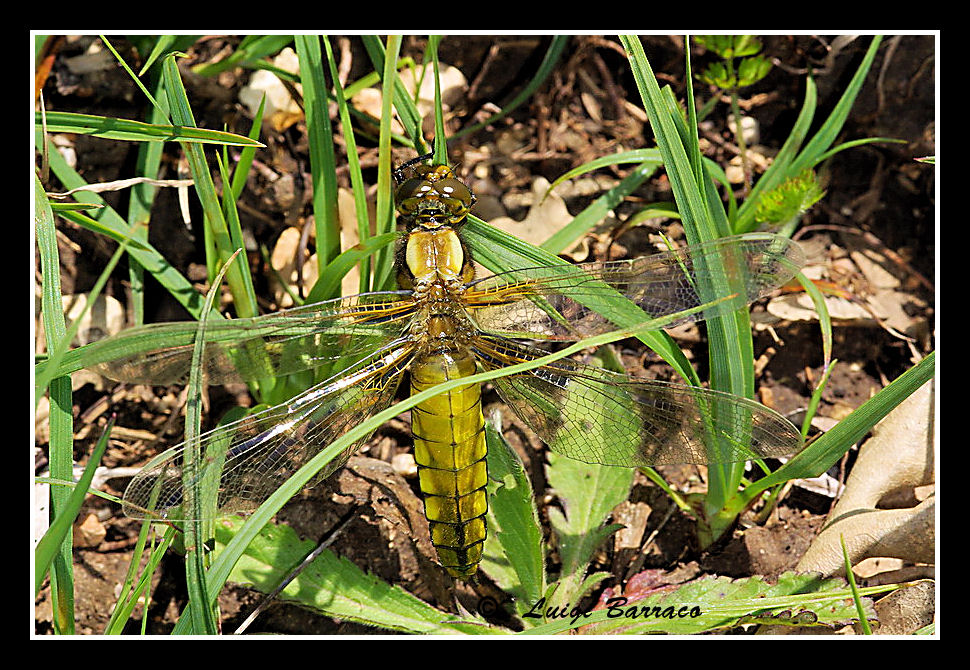 Libellula sicula