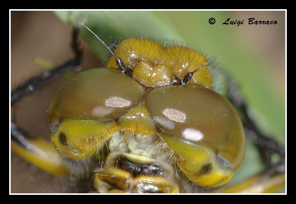 Libellula sicula